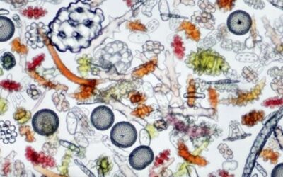 The Hidden Consciousness of Water
