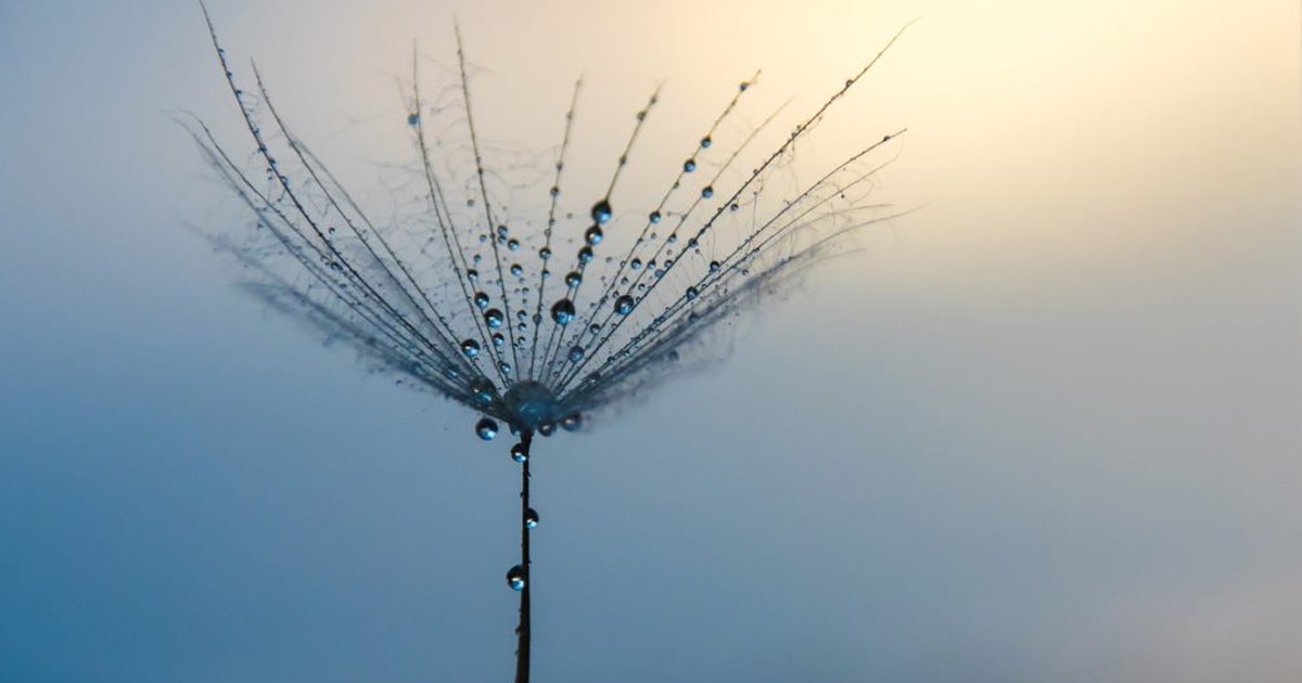 Dr Zach Bush Dandelion