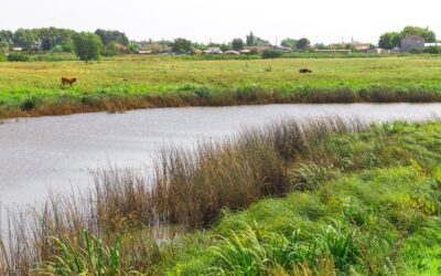 How Regenerative Agriculture Can Help Improve Water Quality