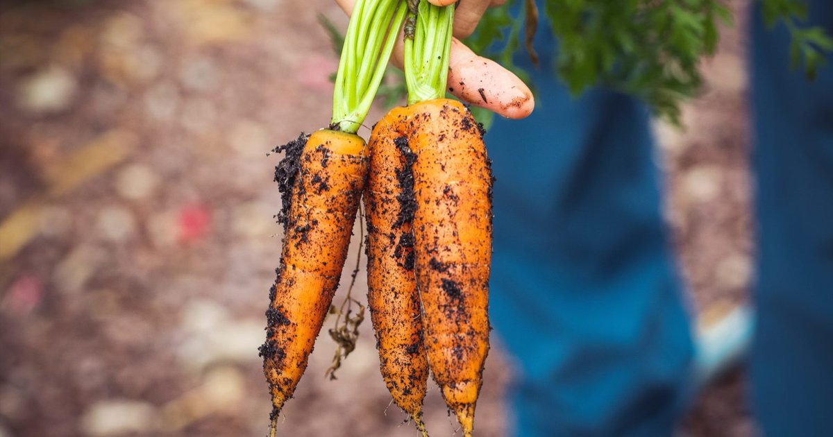 Regenerative Aotearoa - Insight into Regenerative Agriculture in New Zealand - The Good, the Bad, and the Opportunity