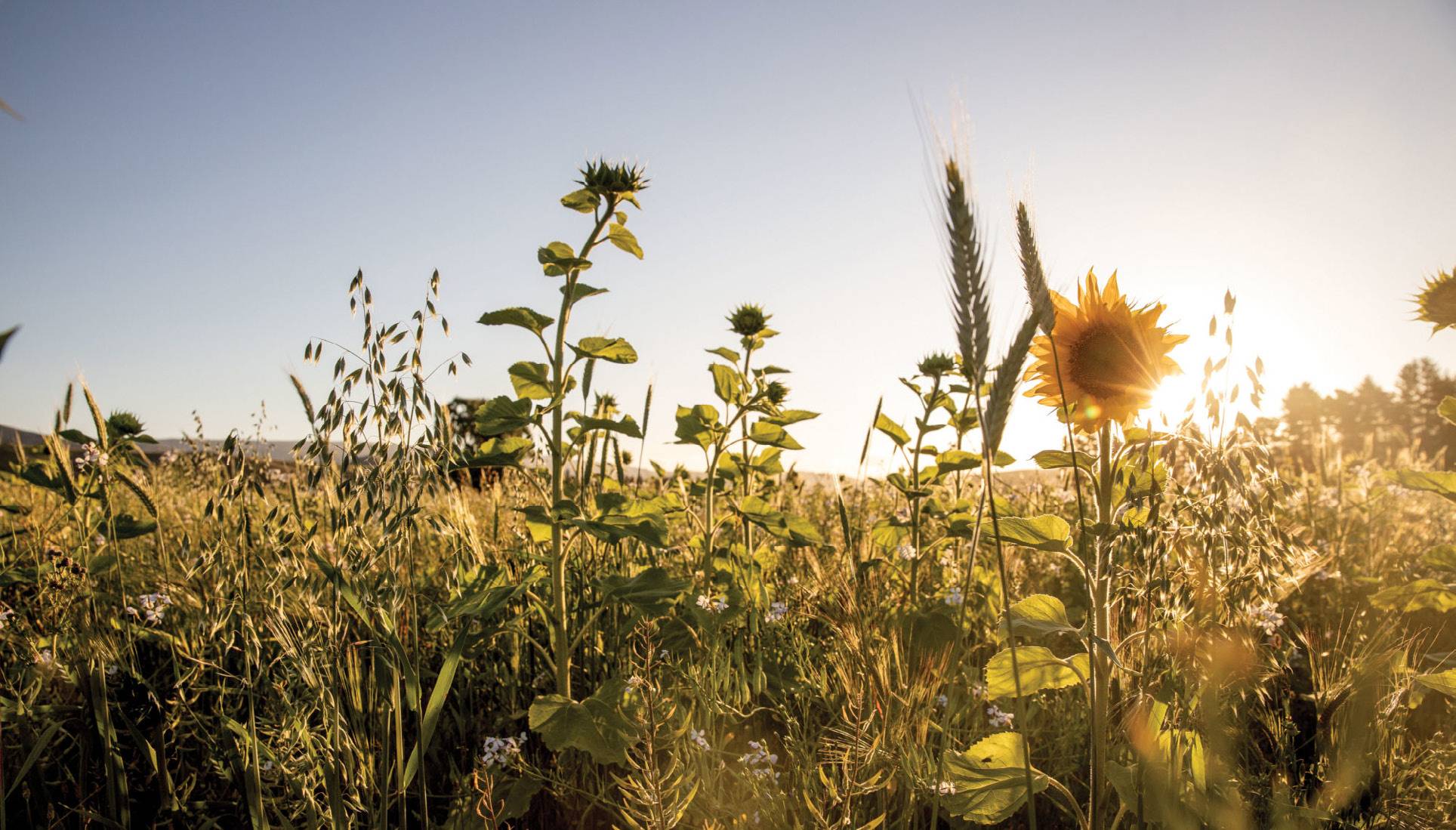 Regenerative Aotearoa, Agriculture and Farming, Sunflowers