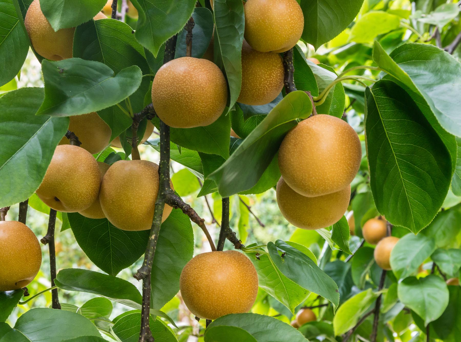 Regenerative-Aotearoa-NZ-food