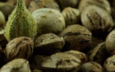 Hemp: A new industry for Aotearoa