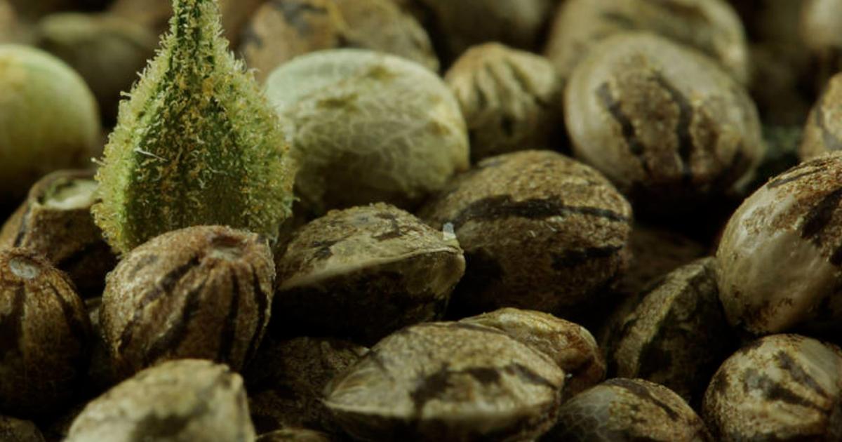 Regenerative Aotearoa, A new industry for Aotearoa