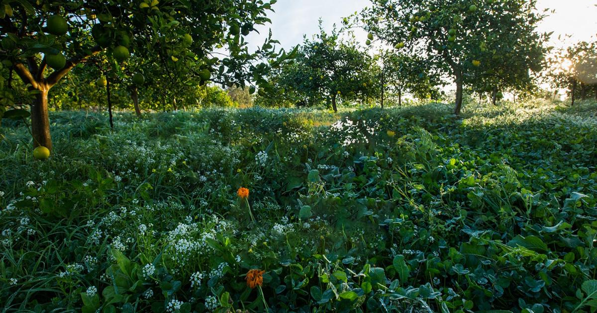 Regenerative Aotearoa - Regenerative Organic Certified