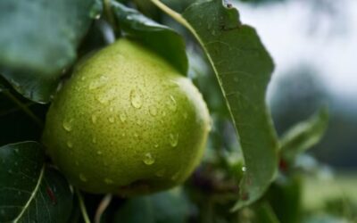 Regenerative Food Production