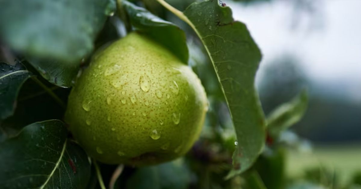 Regenerative Aotearoa - Regenerative food production