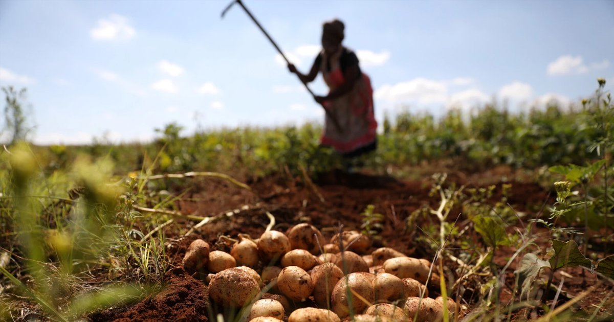 Regenerative Aotearoa - Regenerative Food Systems