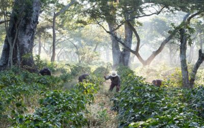 Regenerative Food Systems