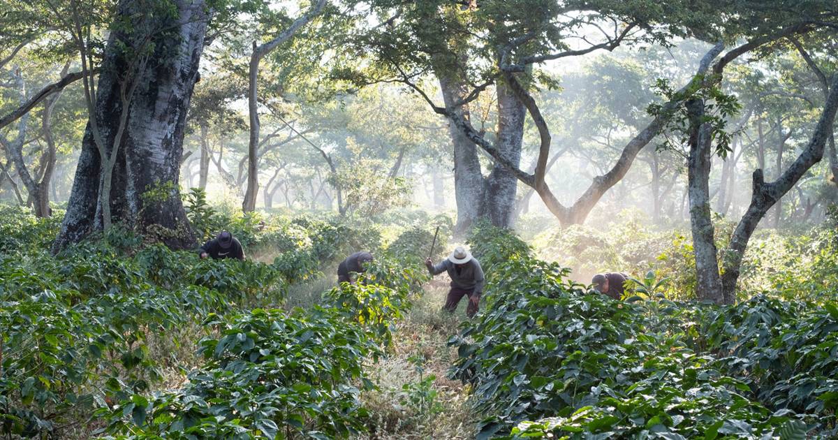 Regenerative Aotearoa - Regenerative food systems
