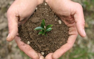 Soil Carbon Restoration – Can Biology do the Job?