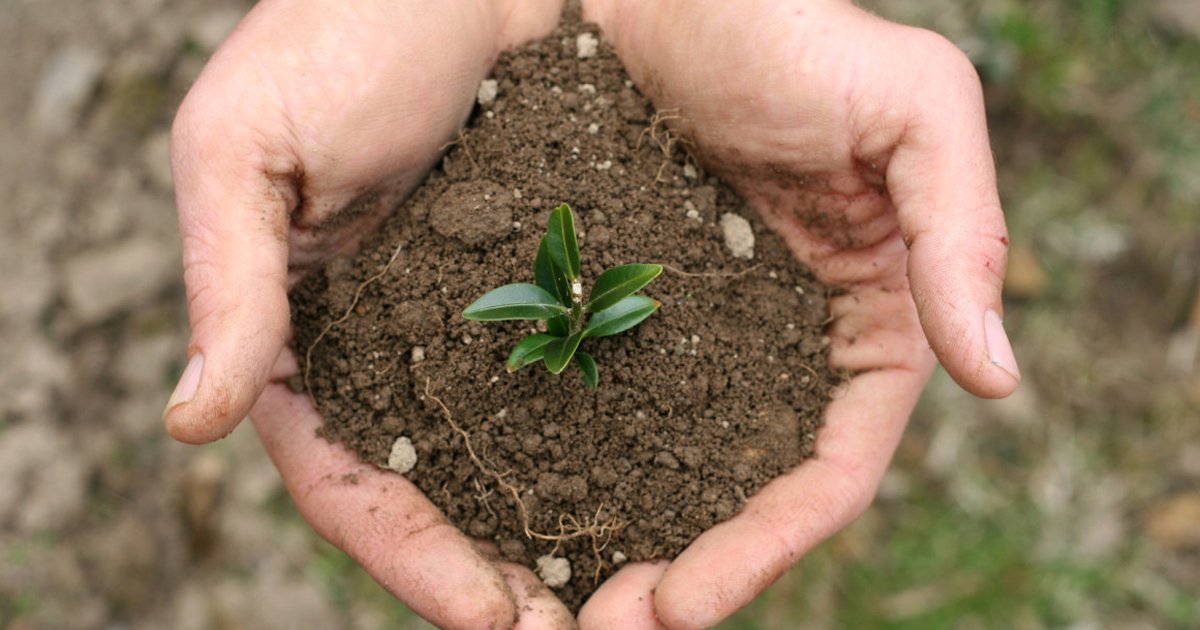 Regenerative Aotearoa, Soil Carbon Restoration