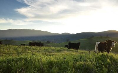 What Is Regenerative Agriculture?