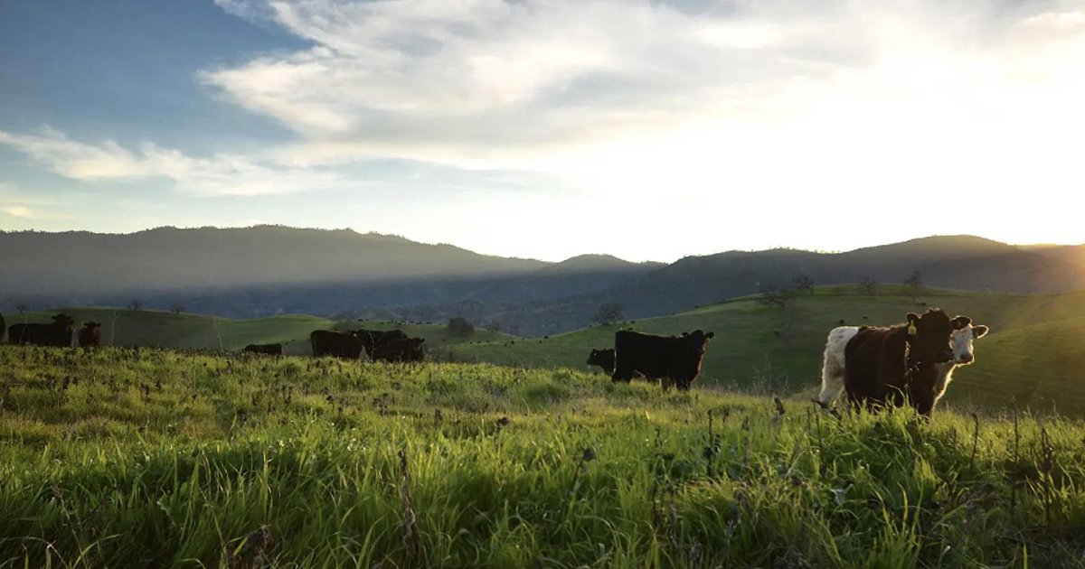 Regenerative Aotearoa, What Is Regenerative Agriculture