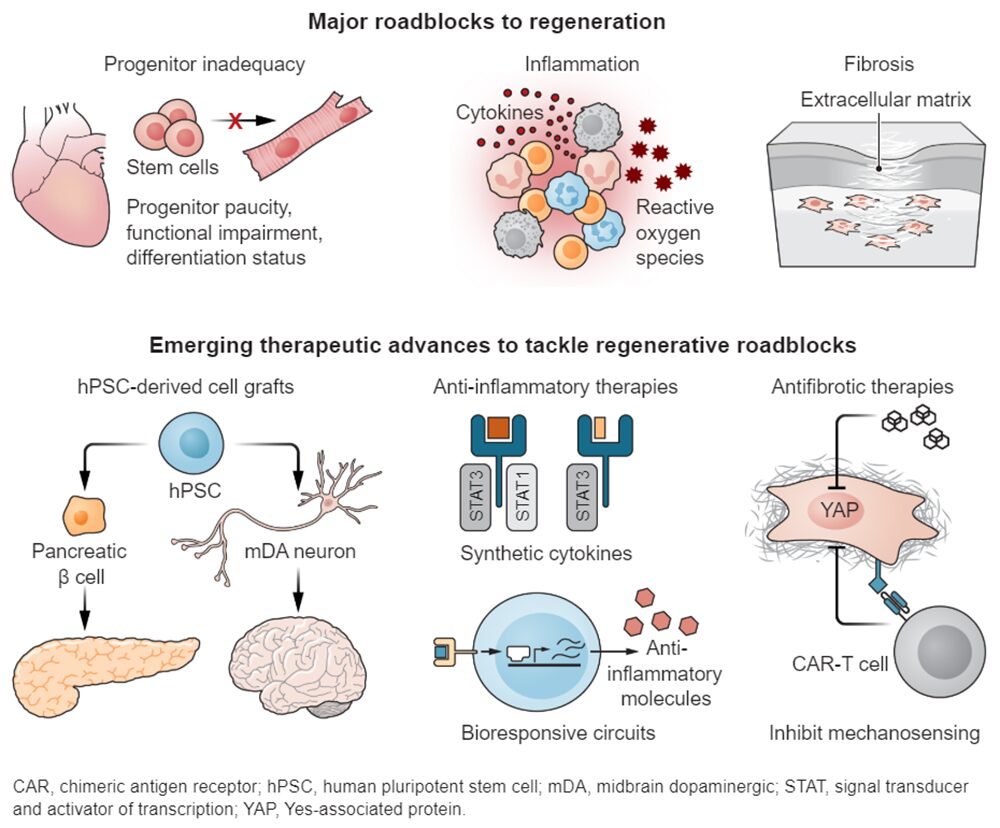 Major Roadblocks to regenerative health, Graphic by K Holdski, Science