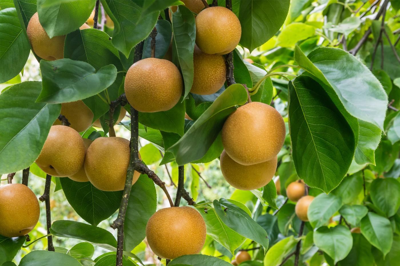 Regenerative-Aotearoa-NZ-food