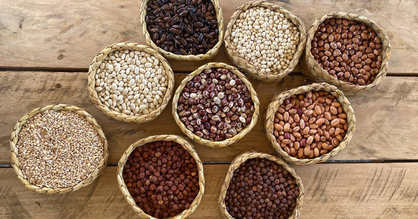 koanga-grain-grow-out