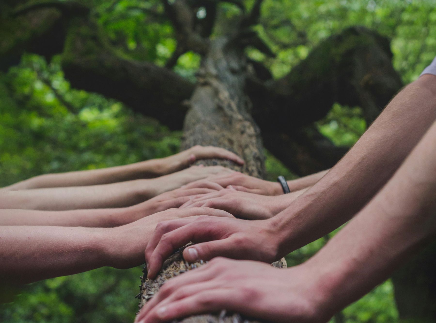 Regenerative Aotearoa Community