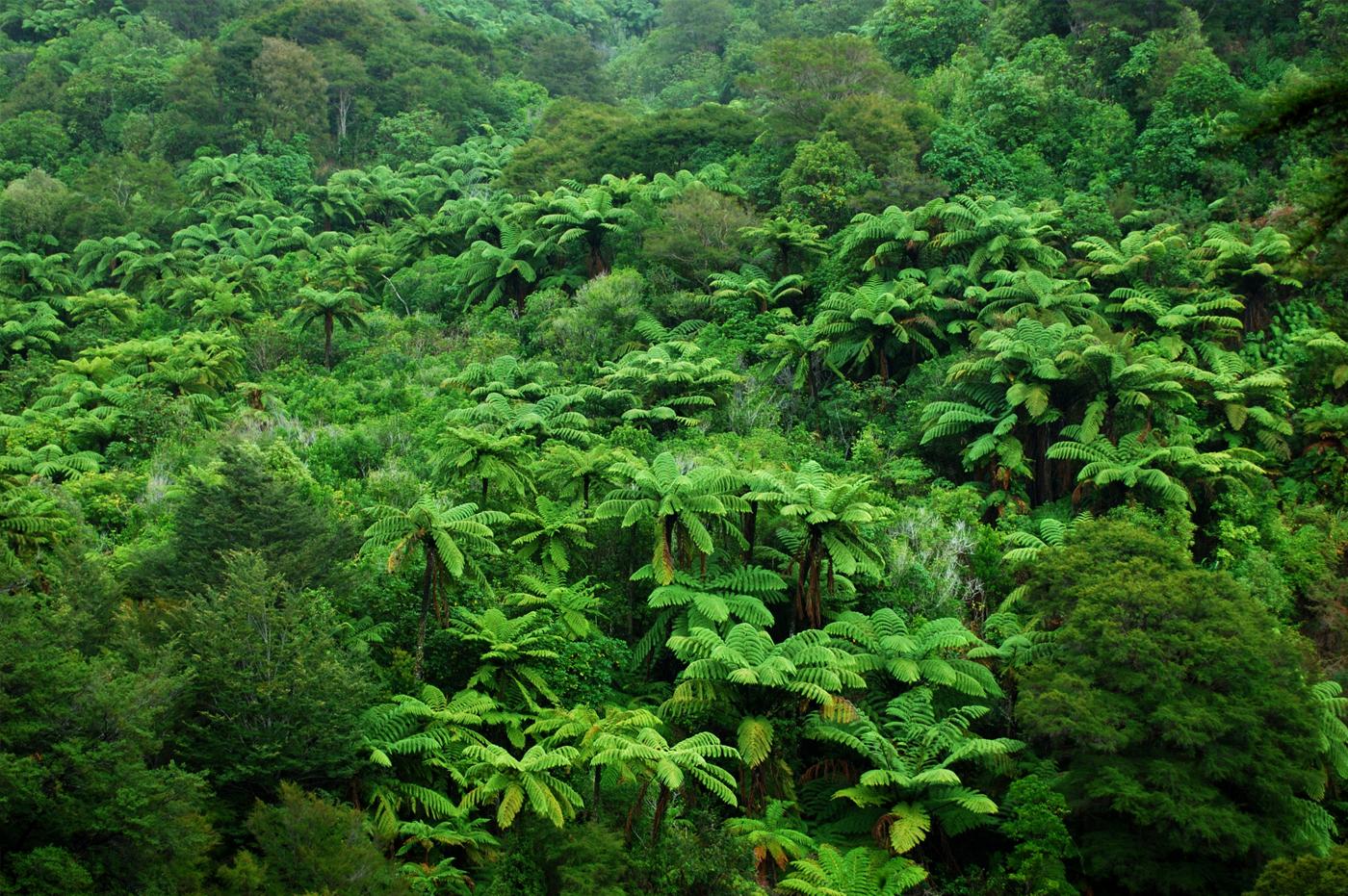 Regenerative Aotearoa Leadership