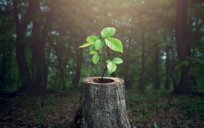 Regenerative leadership: what it takes to transform business into a force for good
