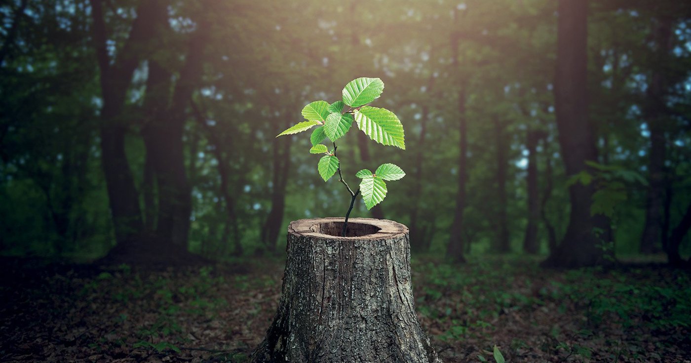 Regenerative Leadership