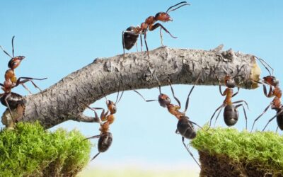 Regenerative Leadership Programme
