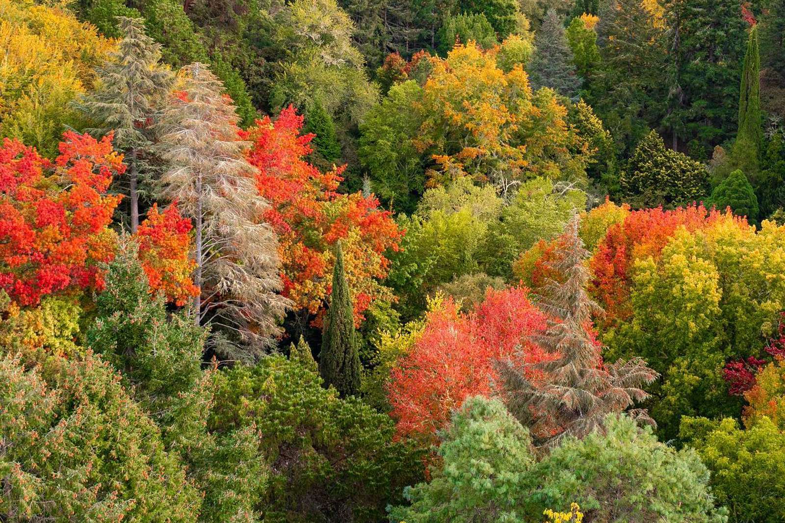 Forest colours and trees, Regenerative Tours, New Zealand Aotearoa