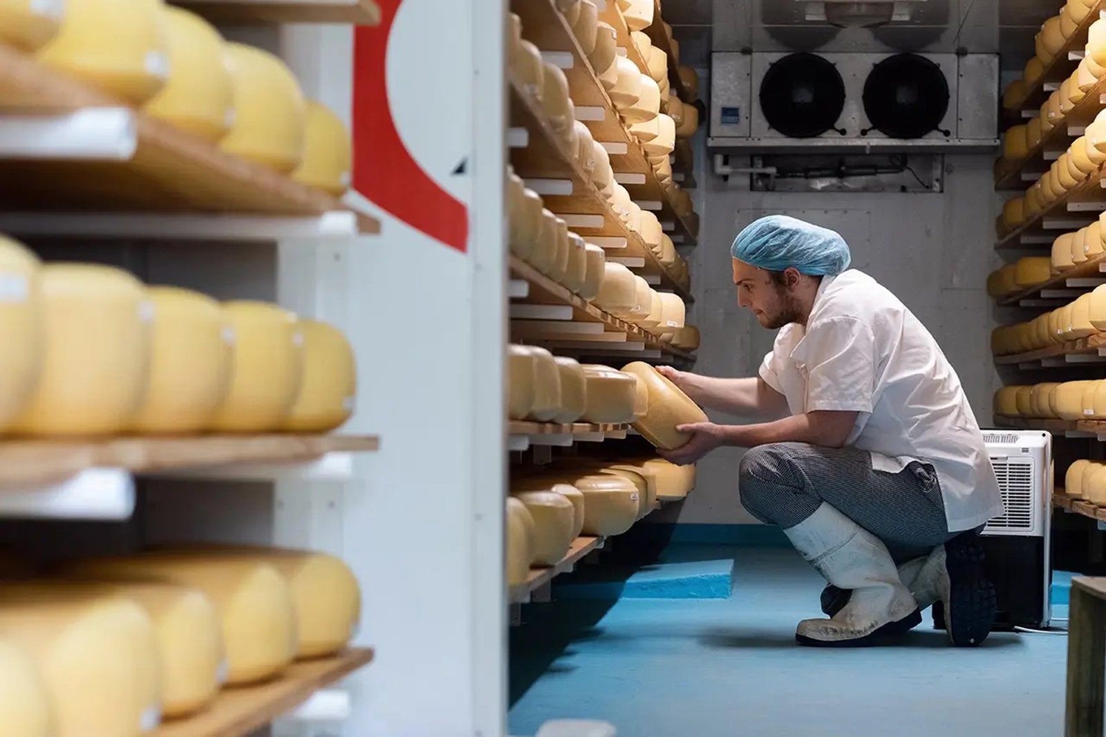 Making cheese, Regenerative Food, Regenerative Tours New Zealand Aotearoa