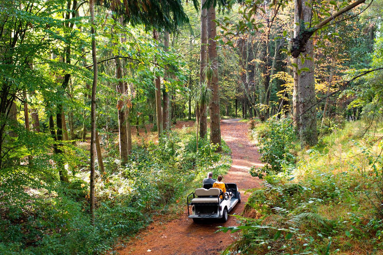 Through the bush and forest, Regenerative Tours New Zealand Aotearoa